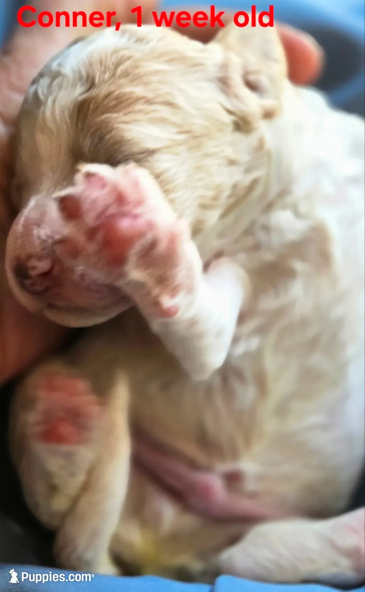Conner, a male Goldendoodle for sale in Morriston, FL – 2 of 3