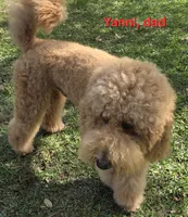 Tara, a female Goldendoodle for sale in Morriston, FL – 9 of 10