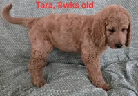Tara, a female Goldendoodle for sale in Morriston, FL – 7 of 10
