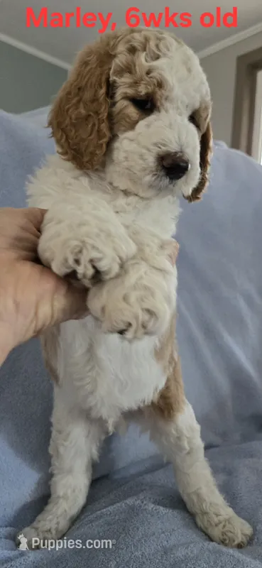 Marley – Goldendoodle puppy for sale in Morriston, FL