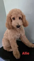 Allie, a female Goldendoodle for sale in Morriston, FL – 8 of 10