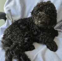 Joey, a male Goldendoodle for sale in Morriston, FL – Photo 6 of 10