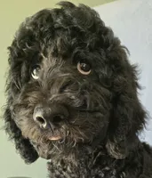 Joey, a male Goldendoodle for sale in Morriston, FL – Photo 1 of 10