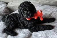 Joey, a male Goldendoodle for sale in Morriston, FL – Photo 8 of 10