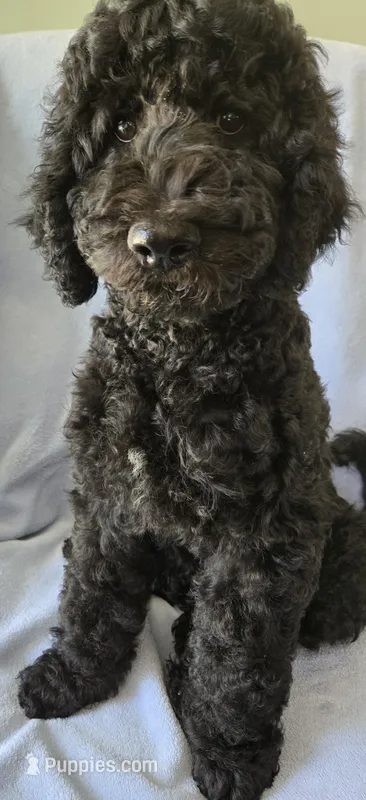 Joey – Goldendoodle puppy for sale in Morriston, FL