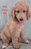 Allie, a female Goldendoodle for sale in Morriston, FL – 7 of 10