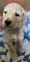 Ajax, a male Goldendoodle for sale in Morriston, FL – 3 of 10