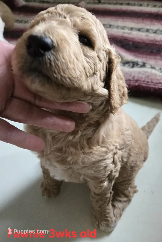 Fawnie – Goldendoodle puppy for sale in Morriston, FL