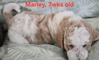 Marley, a male Goldendoodle for sale in Morriston, FL – 4 of 10