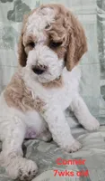 Conner, a male Goldendoodle for sale in Morriston, FL – 5 of 10