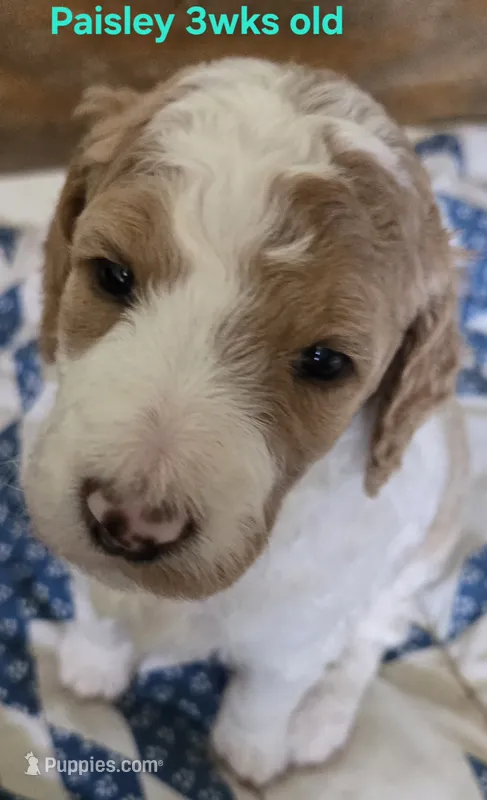 Paisley – Goldendoodle puppy for sale in Morriston, FL
