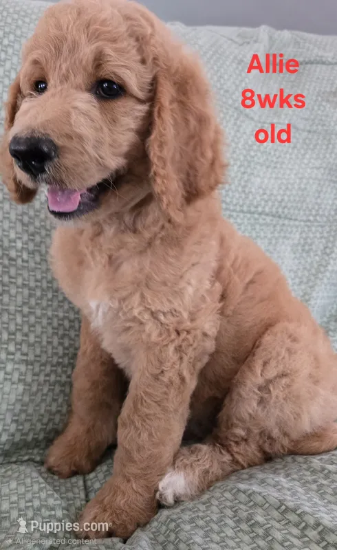 Allie – Goldendoodle puppy for sale in Morriston, FL