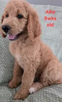 Allie, a female Goldendoodle for sale in Morriston, FL – 1 of 10
