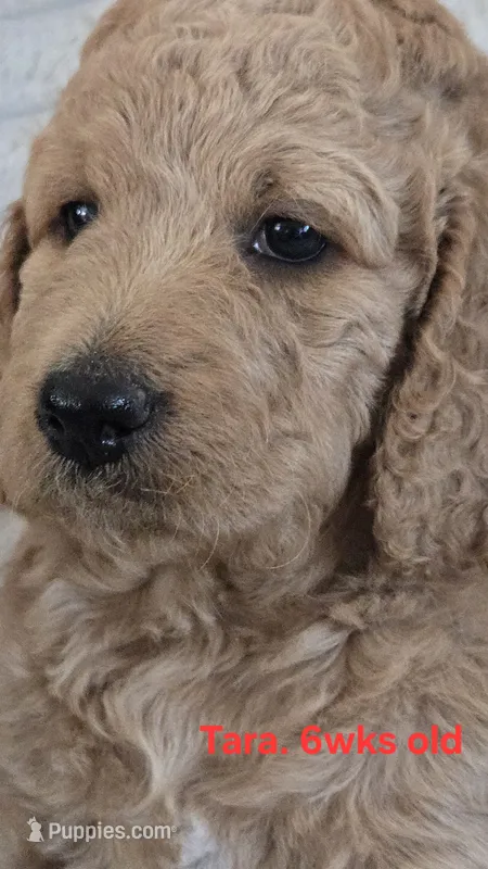 Tara – Goldendoodle puppy for sale in Morriston, FL