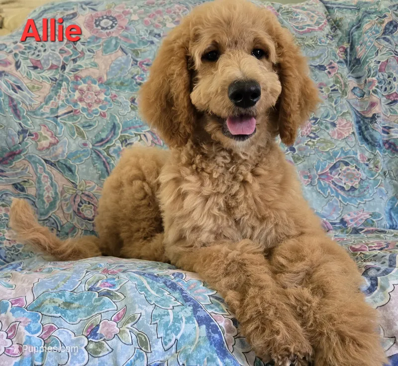 Allie – Goldendoodle puppy for sale in Morriston, FL