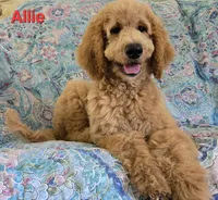 Allie, a female Goldendoodle for sale in Morriston, FL – 1 of 10