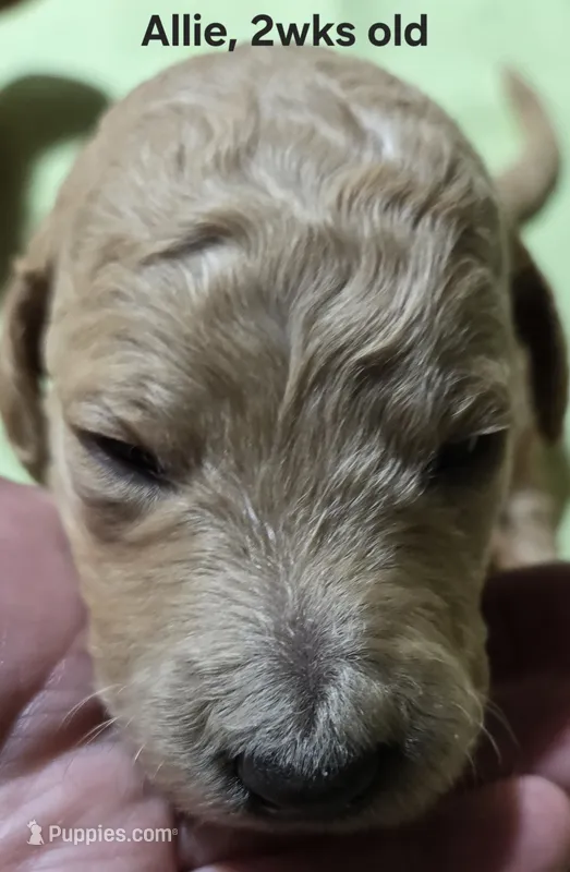 Allie – Goldendoodle puppy for sale in Morriston, FL