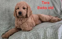 Tara, a female Goldendoodle for sale in Morriston, FL – 3 of 10