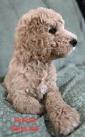 Fawnie, a female Goldendoodle for sale in Morriston, FL – 3 of 10