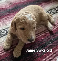 Janie, a female Goldendoodle for sale in Morriston, FL – 5 of 10
