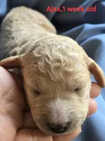 Ajax, a male Goldendoodle for sale in Morriston, FL – 2 of 3