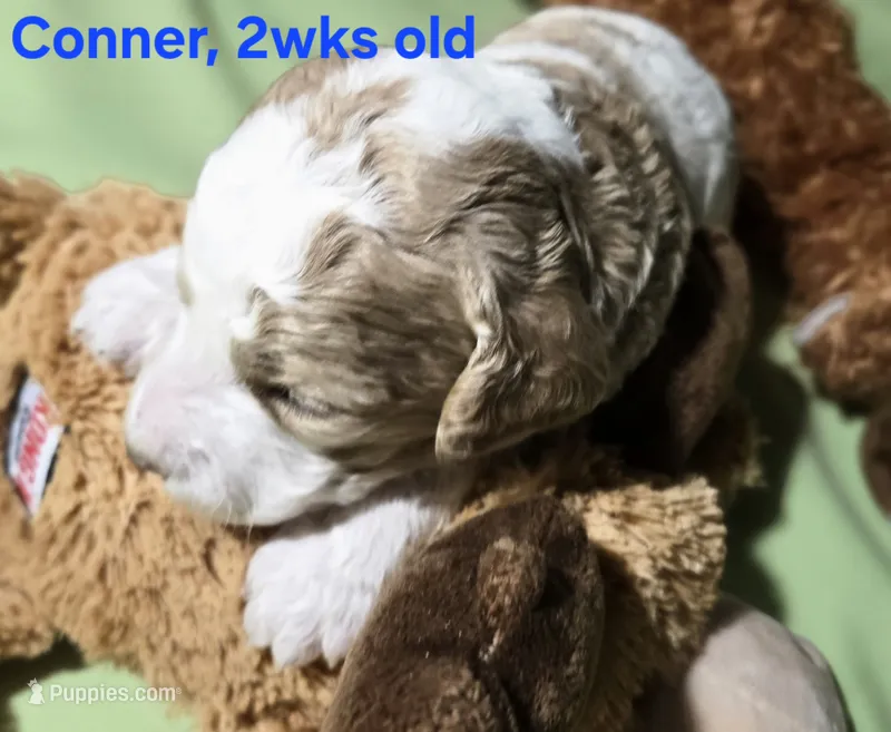 Conner – Goldendoodle puppy for sale in Morriston, FL