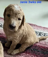 Janie, a female Goldendoodle for sale in Morriston, FL – 3 of 10