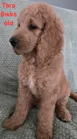 Tara, a female Goldendoodle for sale in Morriston, FL – 4 of 10