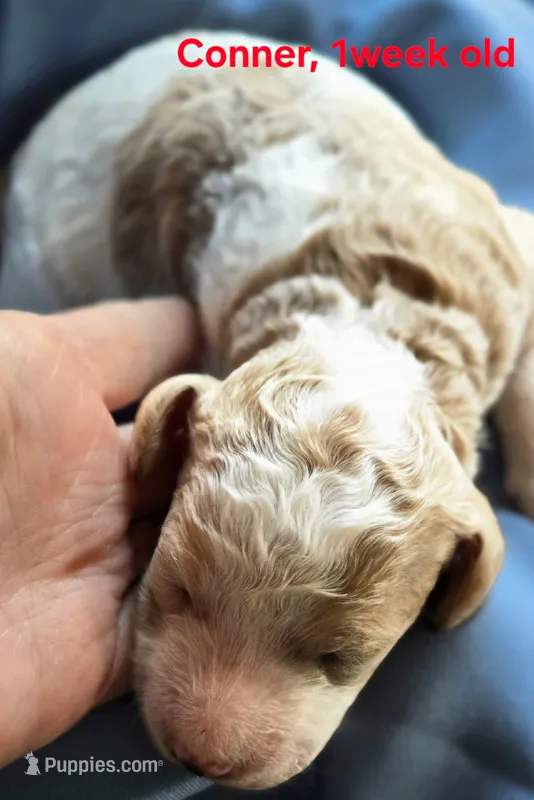 Conner – Goldendoodle puppy for sale in Morriston, FL