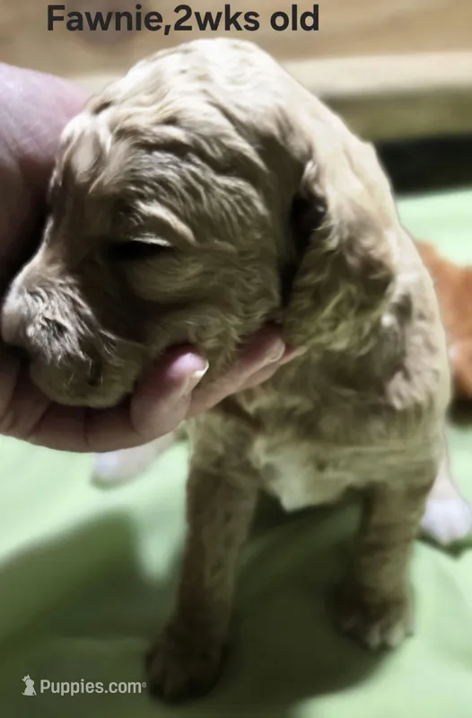 Fawnie – Goldendoodle puppy for sale in Morriston, FL