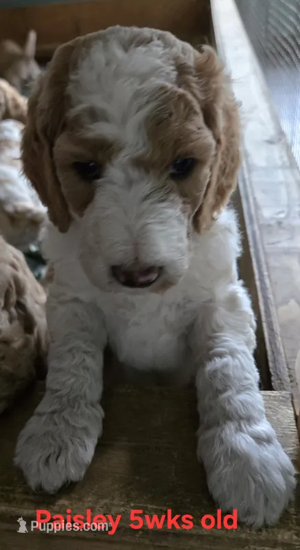 Paisley – Goldendoodle puppy for sale in Morriston, FL