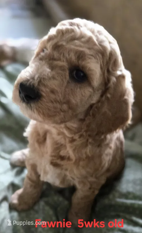 Fawnie – Goldendoodle puppy for sale in Morriston, FL