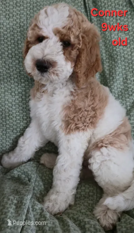 Conner – Goldendoodle puppy for sale in Morriston, FL