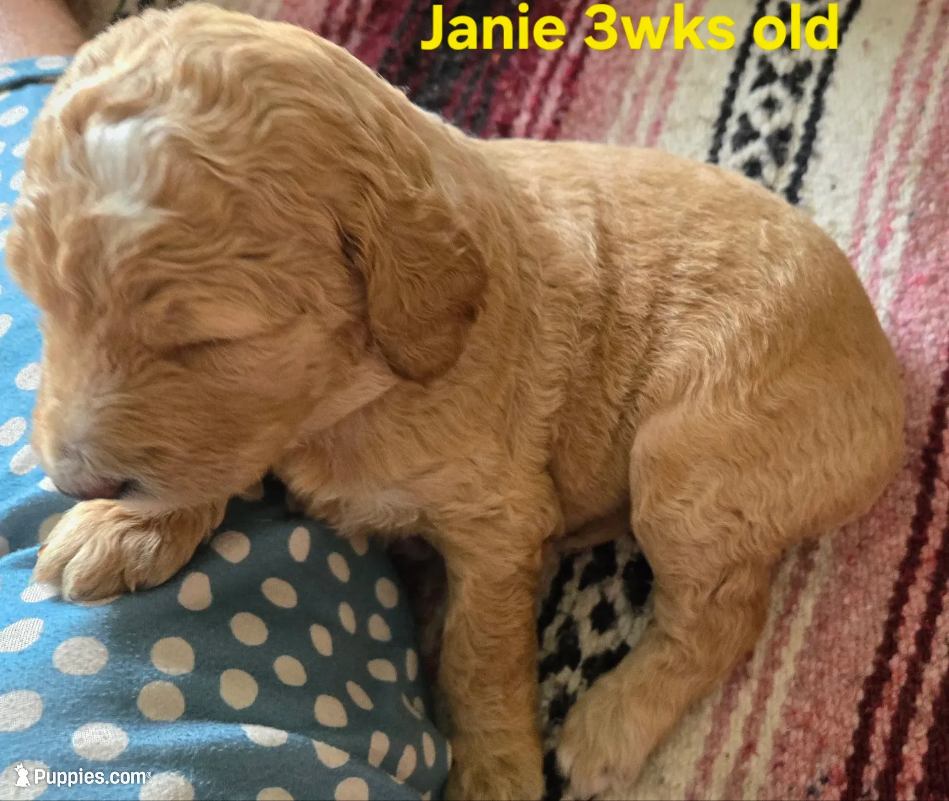 Janie, a female Goldendoodle for sale in Morriston, FL – 8 of 10