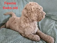 Fawnie, a female Goldendoodle for sale in Morriston, FL – 7 of 10