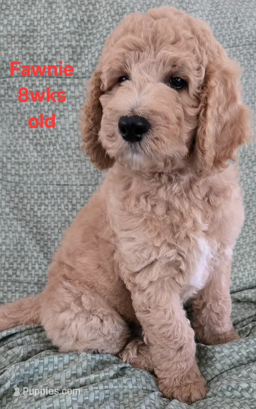Fawnie – Goldendoodle puppy for sale in Morriston, FL