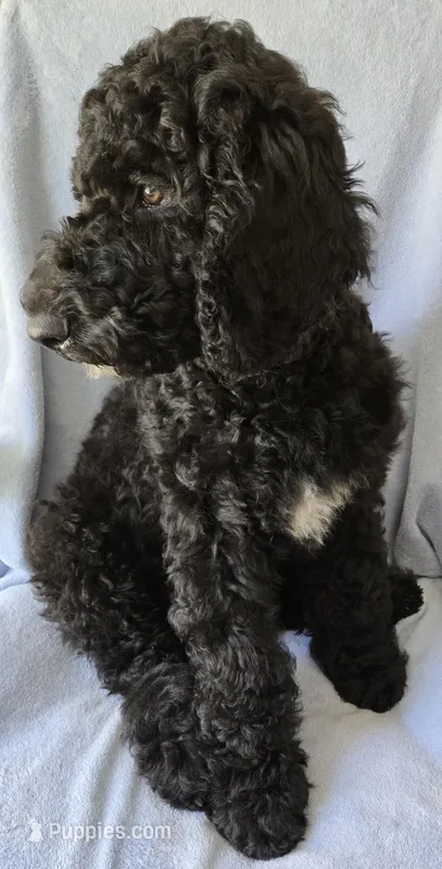 Dante – Goldendoodle puppy for sale in Morriston, FL
