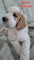 Marley, a male Goldendoodle for sale in Morriston, FL – 6 of 10