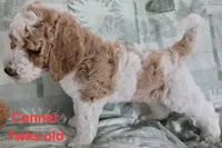 Conner, a male Goldendoodle for sale in Morriston, FL – 3 of 10