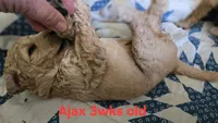 Ajax, a male Goldendoodle for sale in Morriston, FL – 8 of 10