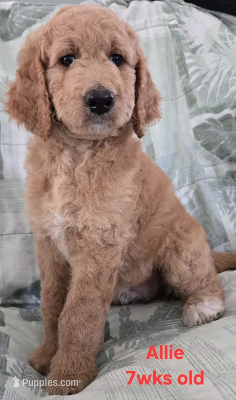Allie – Goldendoodle puppy for sale in Morriston, FL