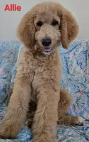 Allie, a female Goldendoodle for sale in Morriston, FL – 2 of 10