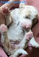 Paisley, a female Goldendoodle for sale in Morriston, FL – 2 of 3