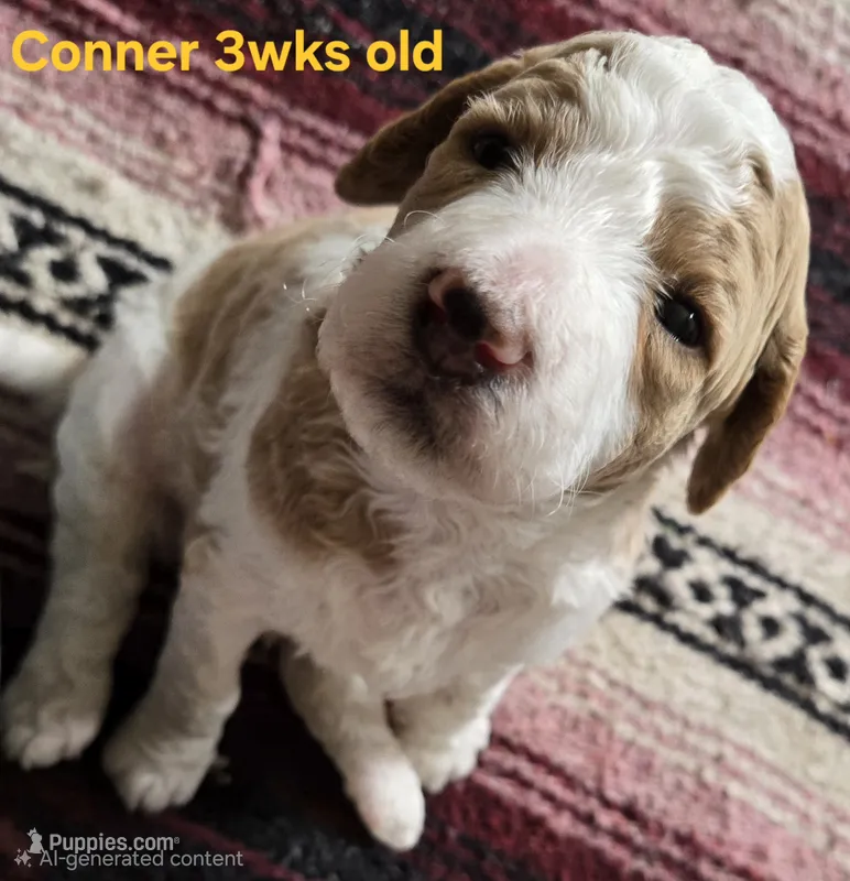 Conner – Goldendoodle puppy for sale in Morriston, FL