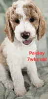 Paisley, a female Goldendoodle for sale in Morriston, FL – 7 of 10