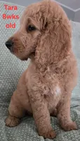 Tara, a female Goldendoodle for sale in Morriston, FL – 6 of 10