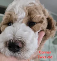 Conner, a male Goldendoodle for sale in Morriston, FL – 8 of 10