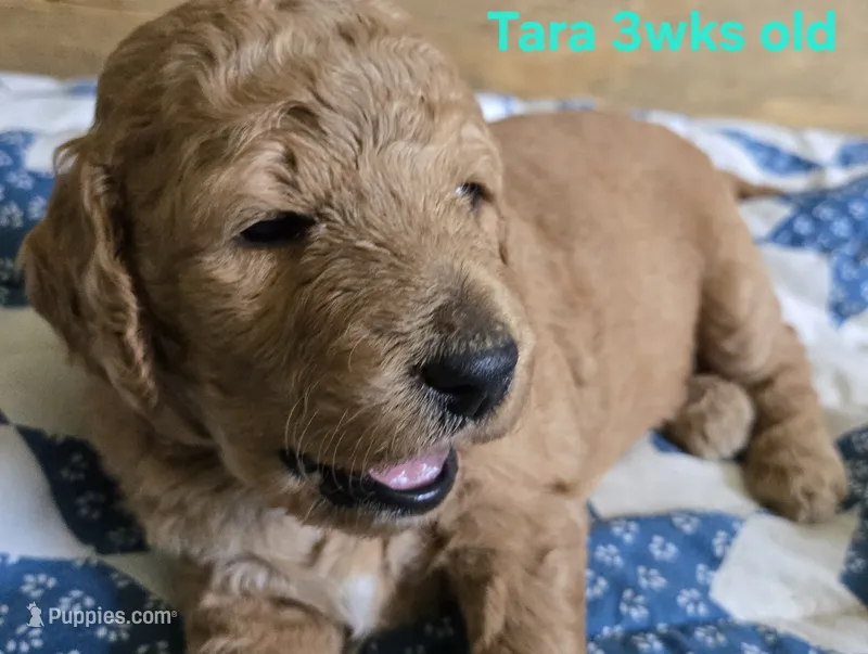Tara – Goldendoodle puppy for sale in Morriston, FL