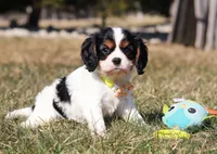Molly, a female Cavalier King Charles Spaniel for sale in Fredericksburg, OH – Photo 2 of 9