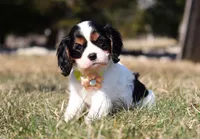 Molly, a female Cavalier King Charles Spaniel for sale in Fredericksburg, OH – Photo 4 of 9